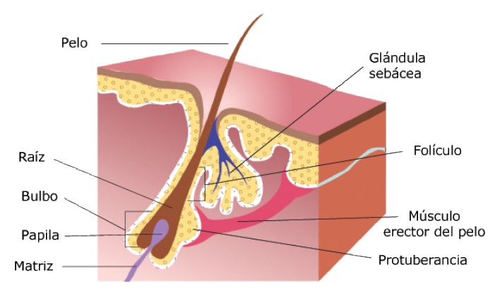 Esquema del pelo